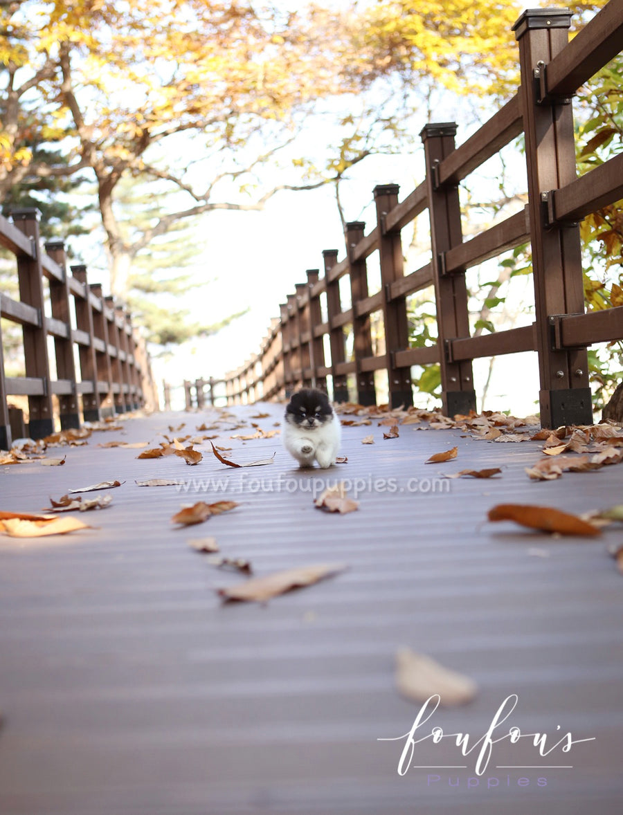 Rovine - Pomeranian F.