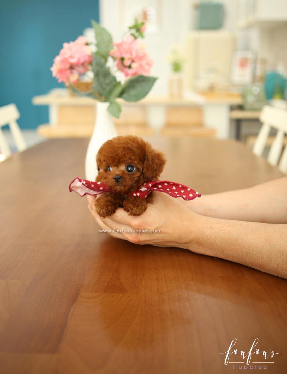 Ruben - Poodle M.