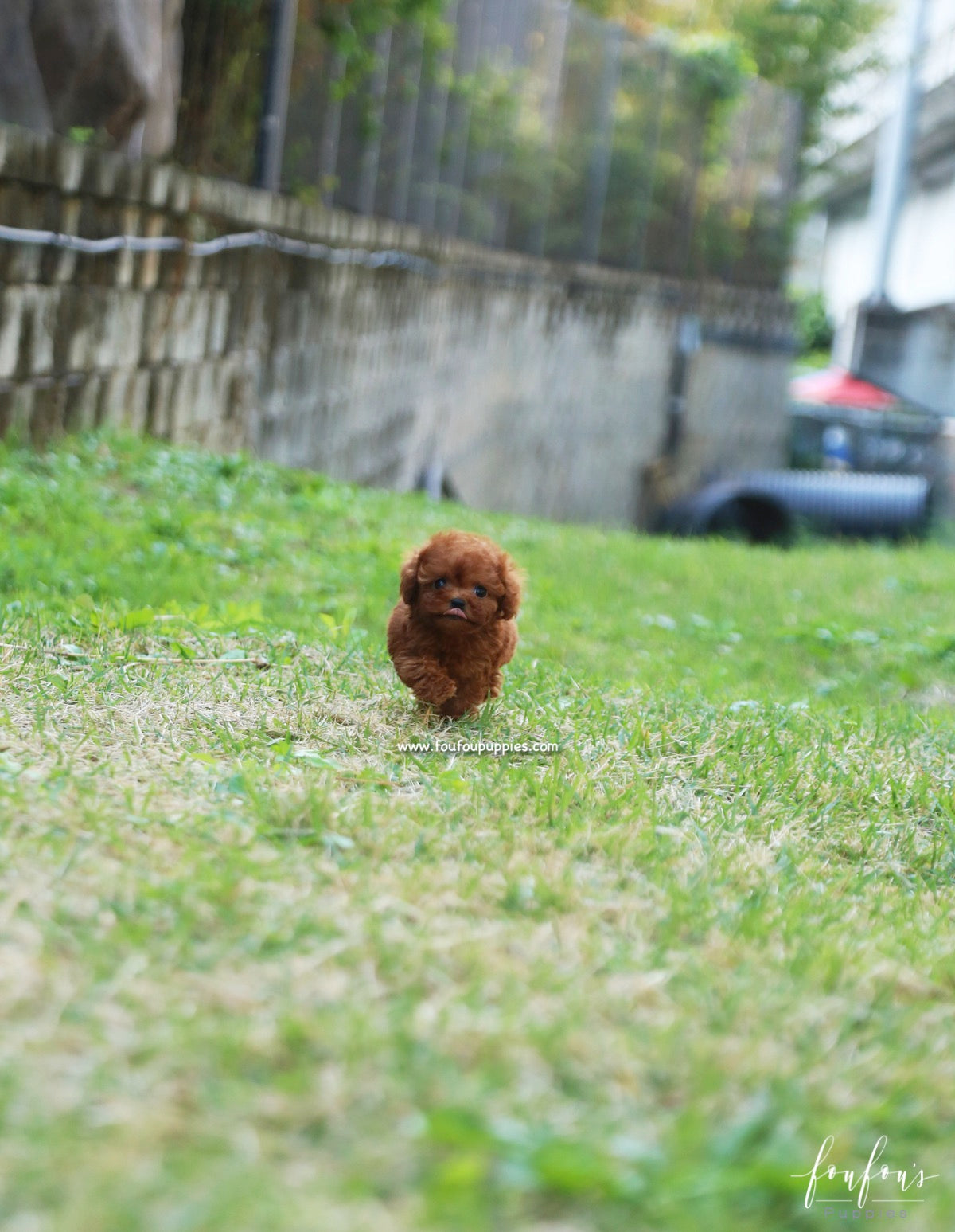 Ruby - Poodle F.