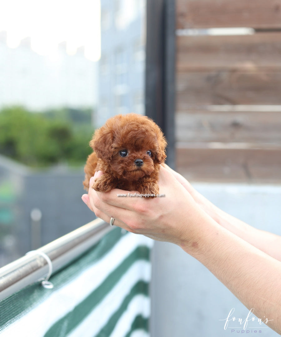 Lux - Poodle F.