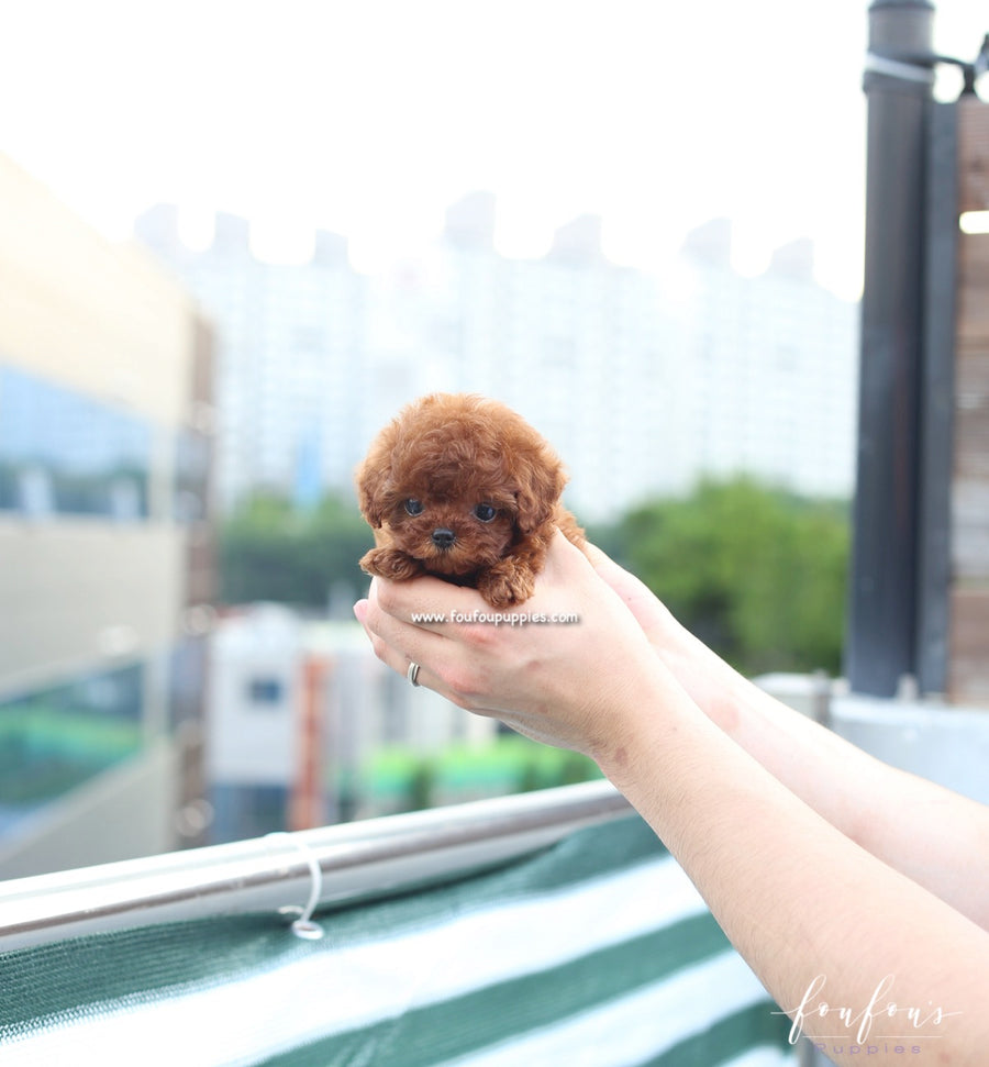 Lux - Poodle F.
