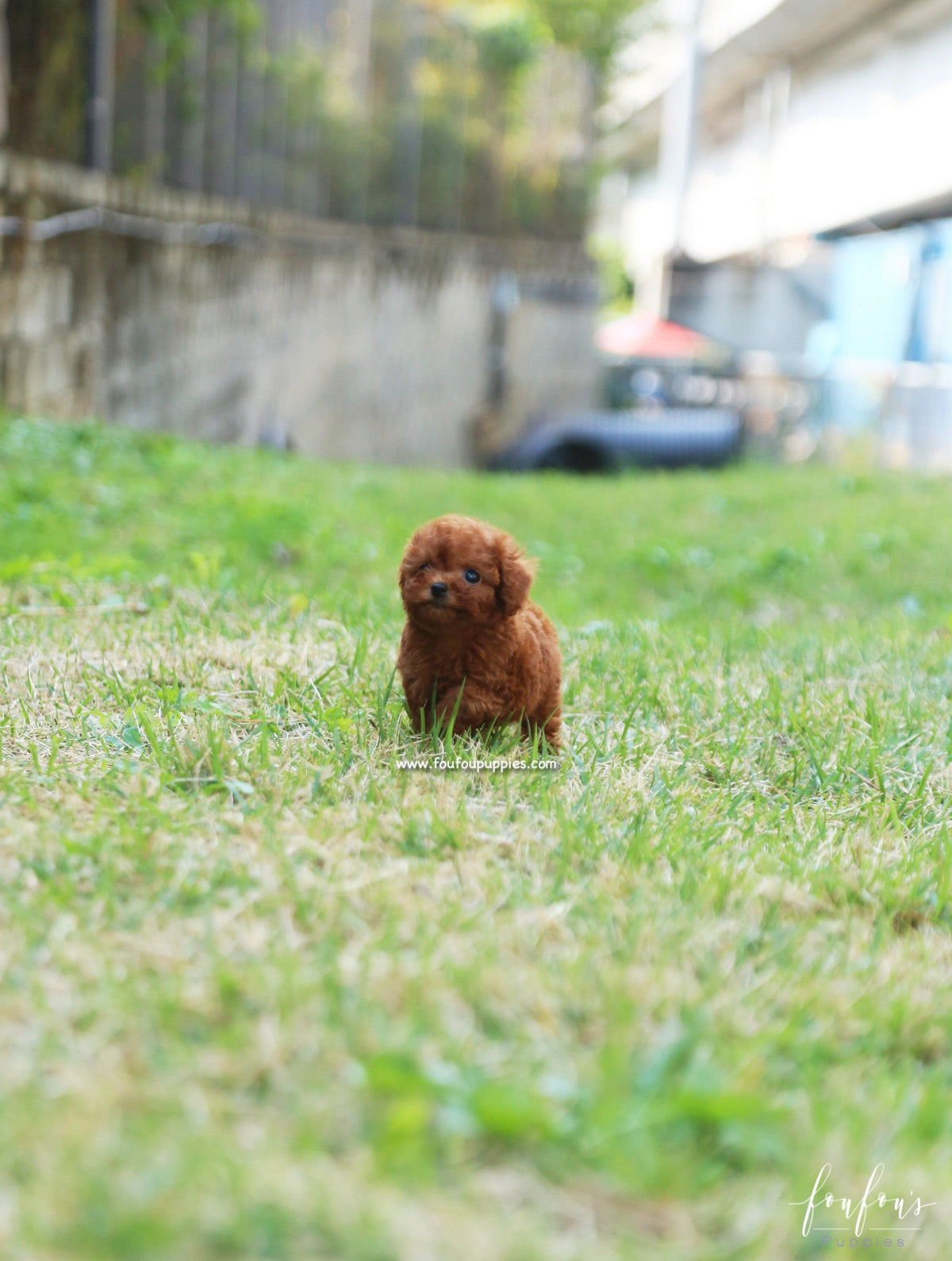 Ruby - Poodle F.