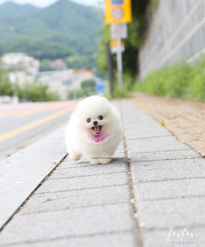 Muffin - Pomeranian M.