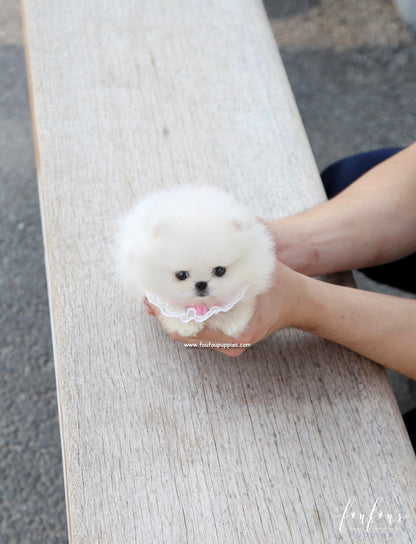 Muffin - Pomeranian M.