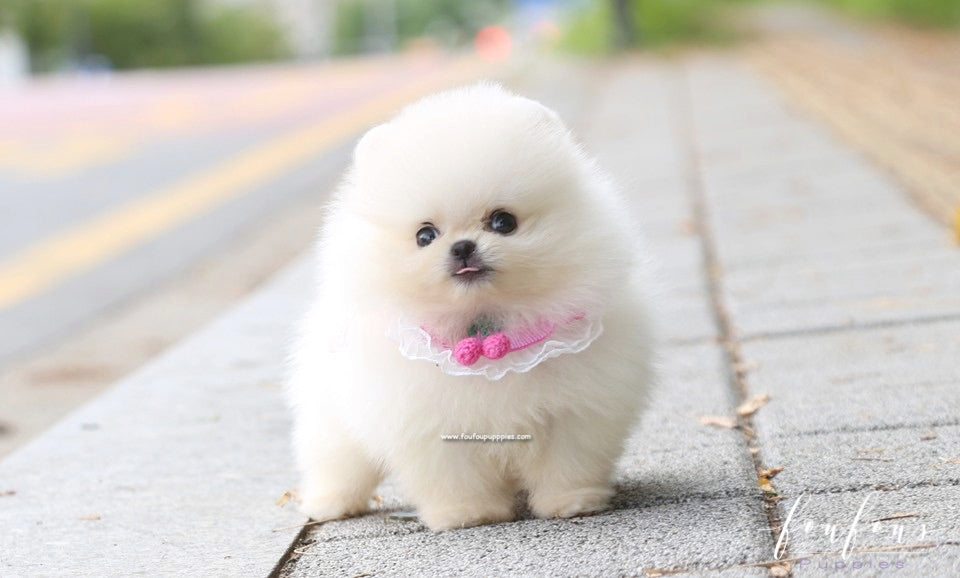 Muffin - Pomeranian M.