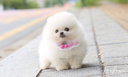 Muffin - Pomeranian M.