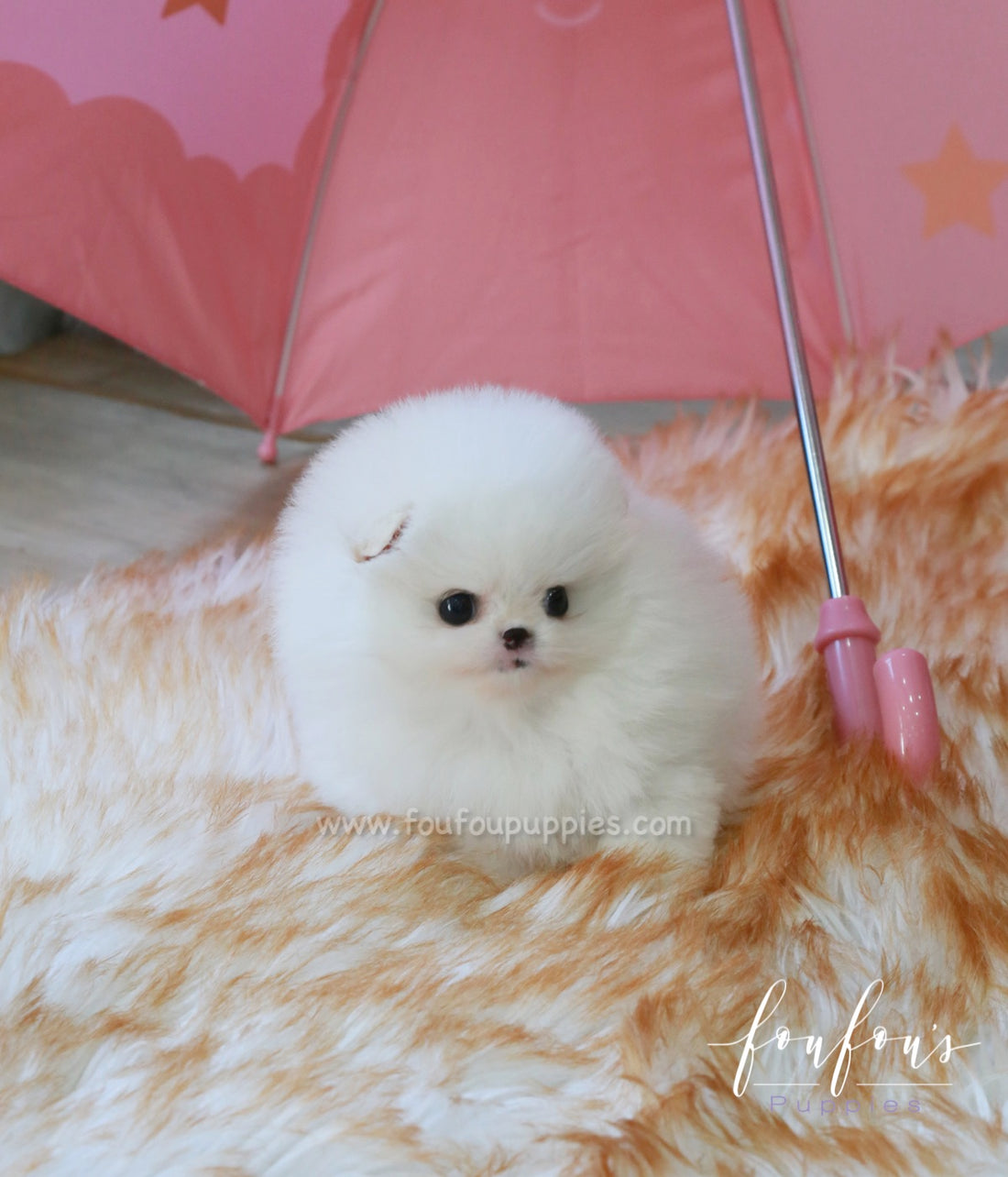 Dolce - Pomeranian F.