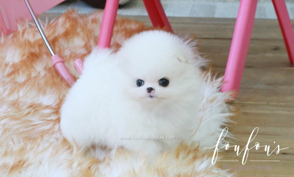 Dolce - Pomeranian F.