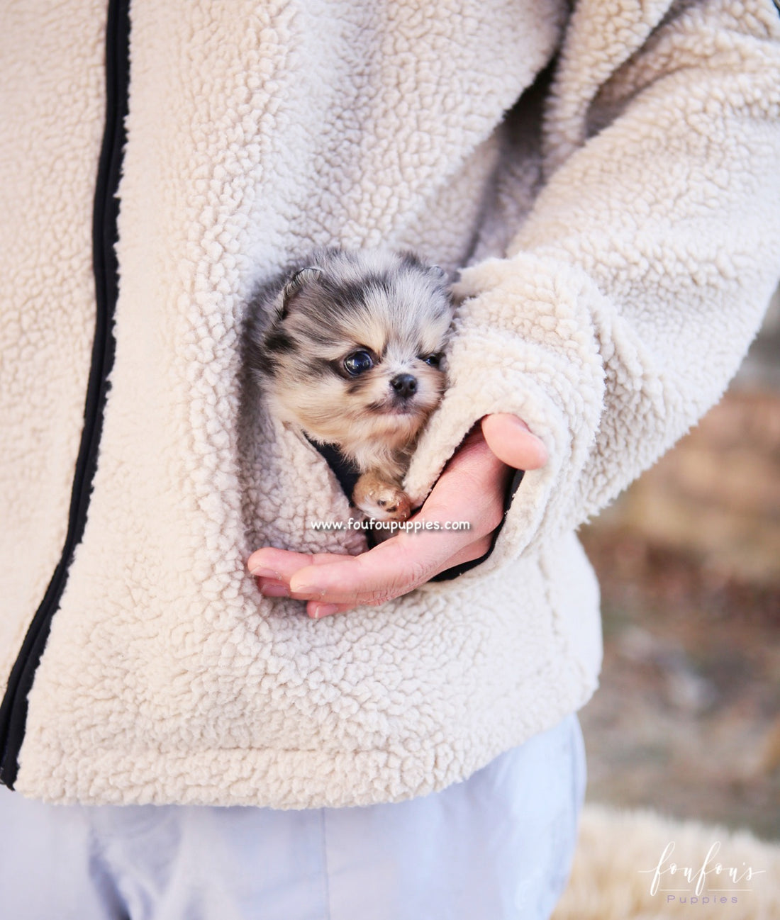 Scarlett - Pomeranian F.