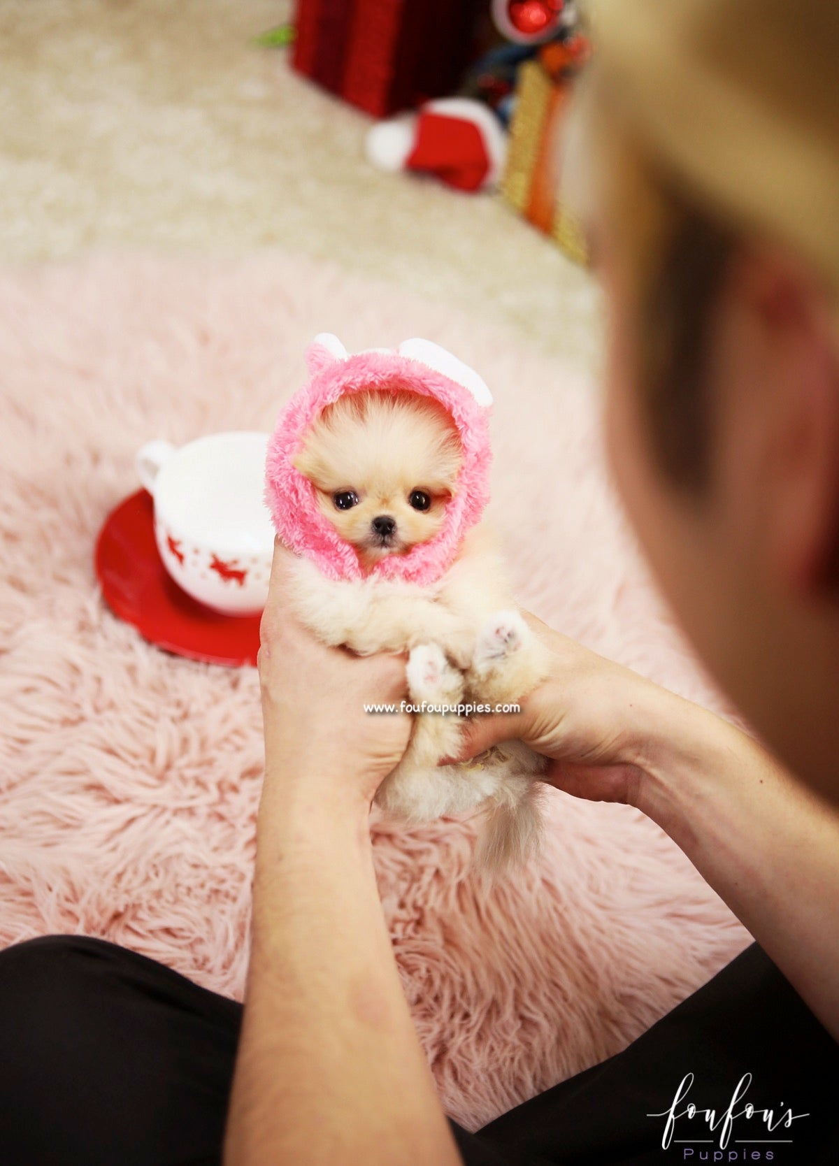 Gnocchi - Pomeranian F.