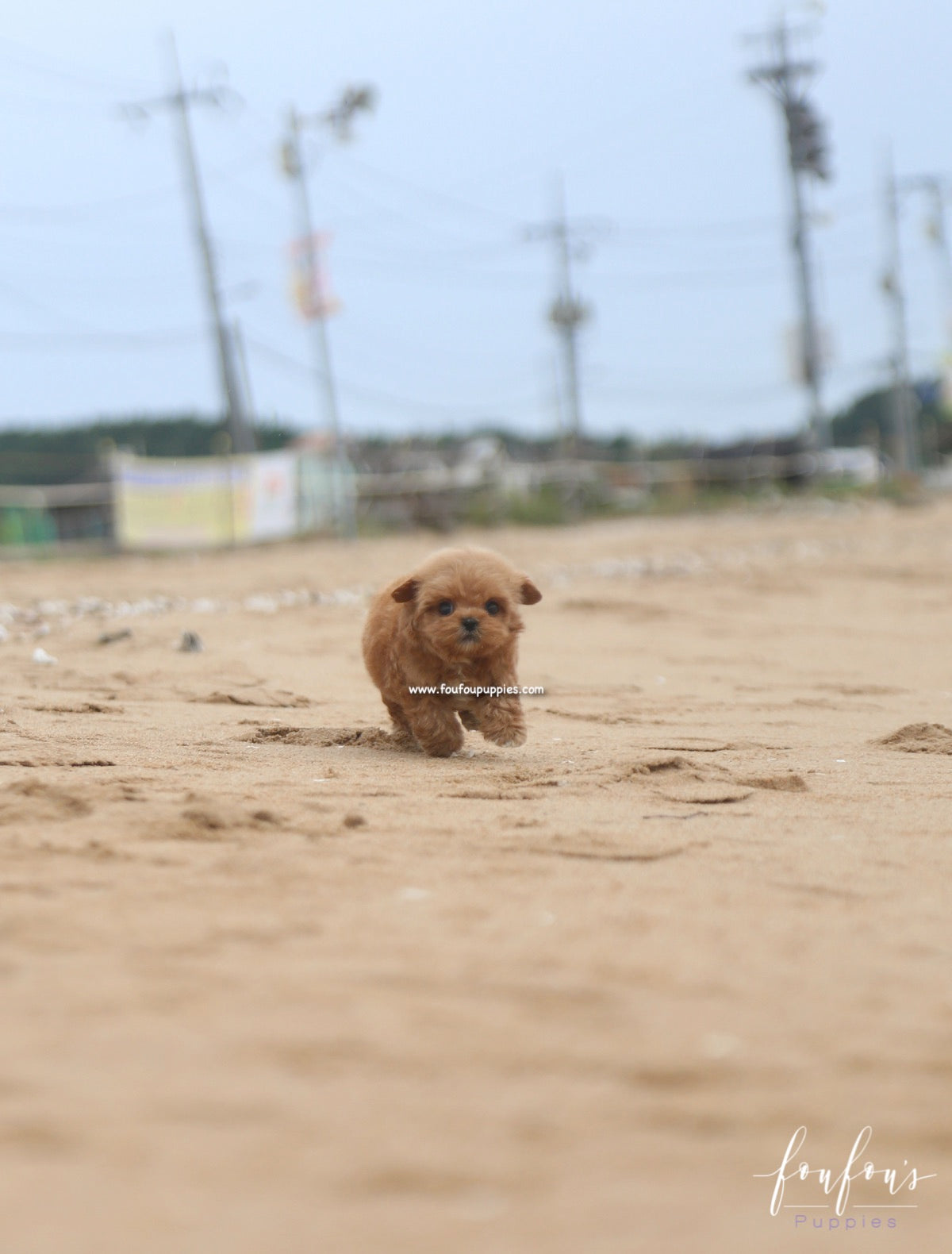 Sid - Maltipoo M.