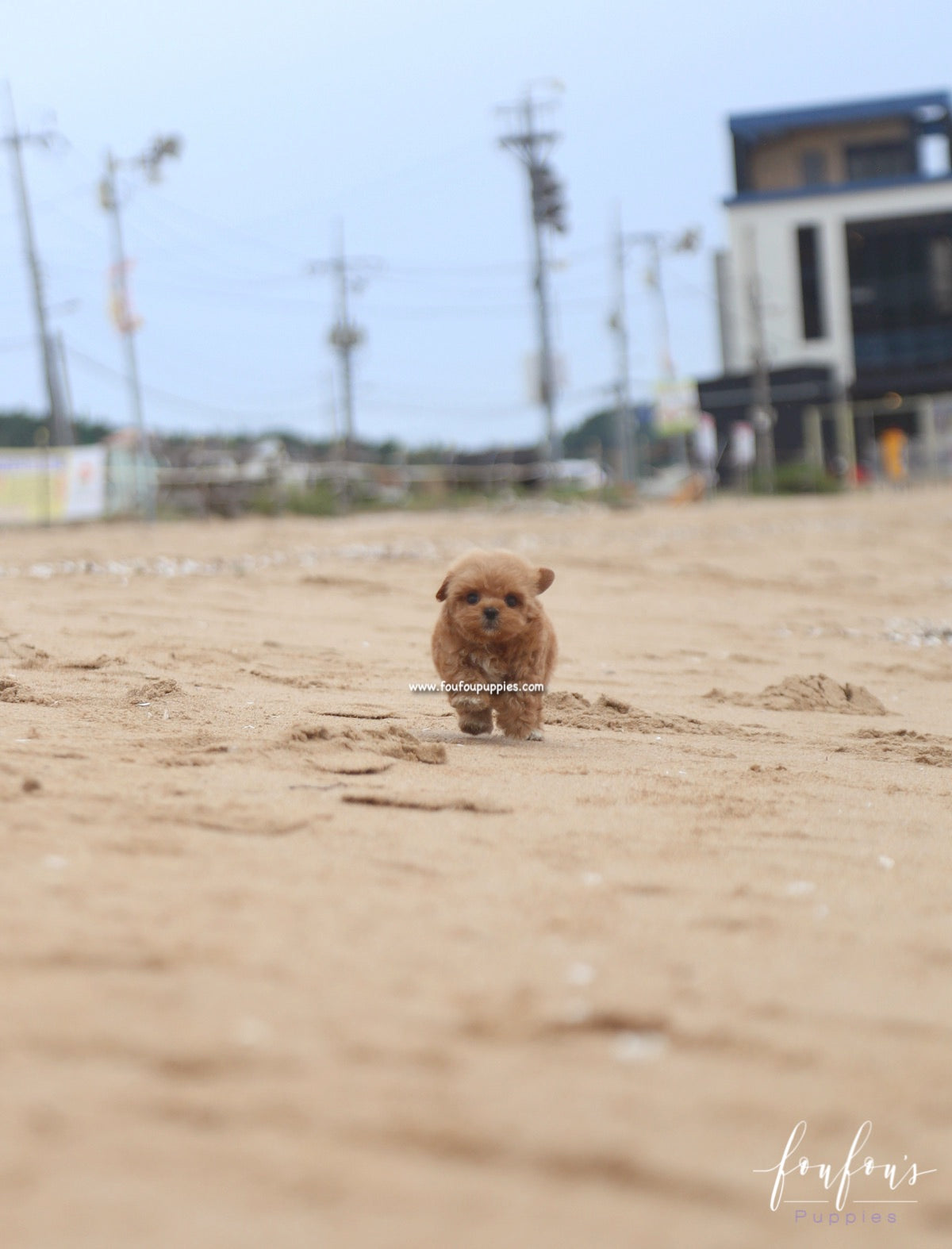 Sid - Maltipoo M.