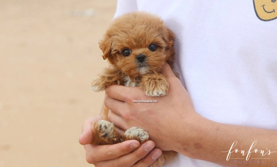 Sid - Maltipoo M.