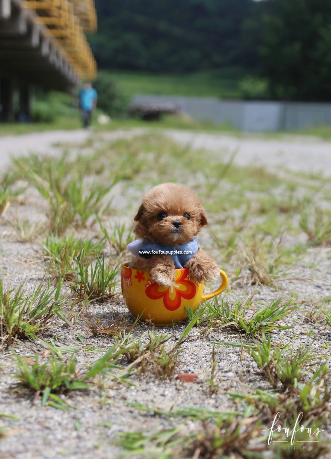 Sid - Maltipoo M.