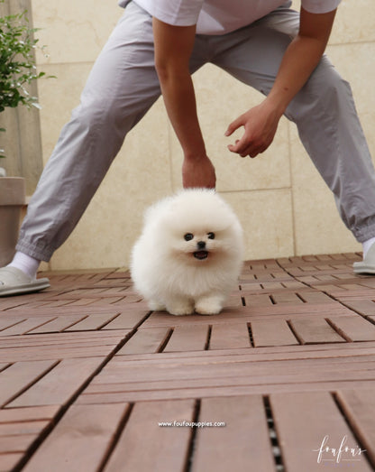 Simba - Pomeranian M.