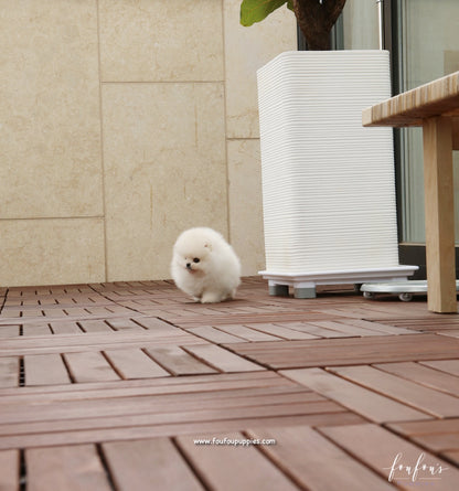 Simba - Pomeranian M.