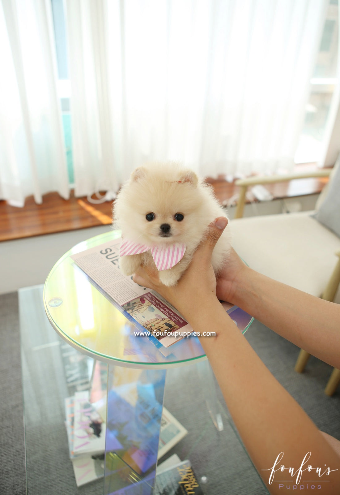 Sweetie - Pomeranian F.