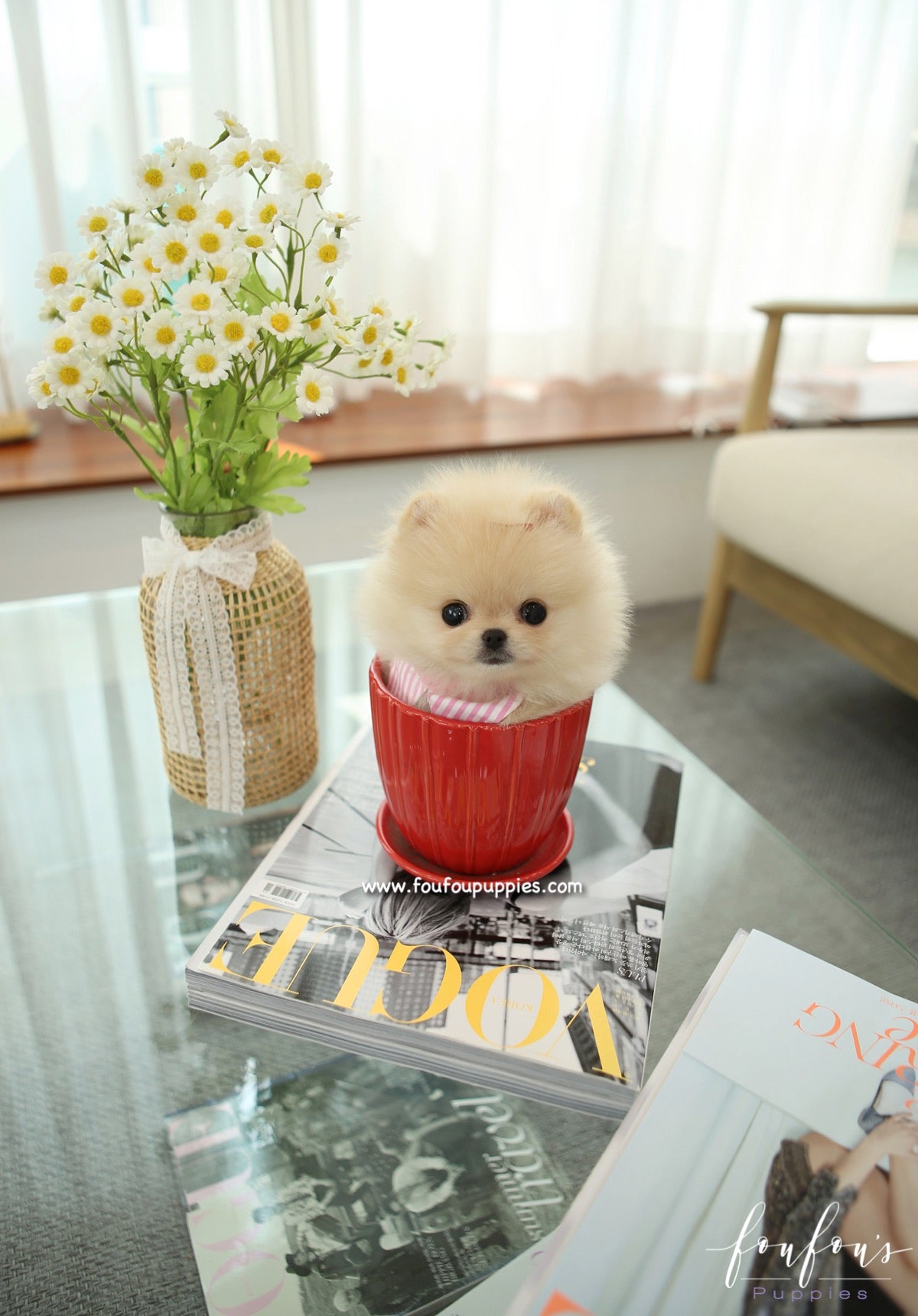 Sweetie - Pomeranian F.