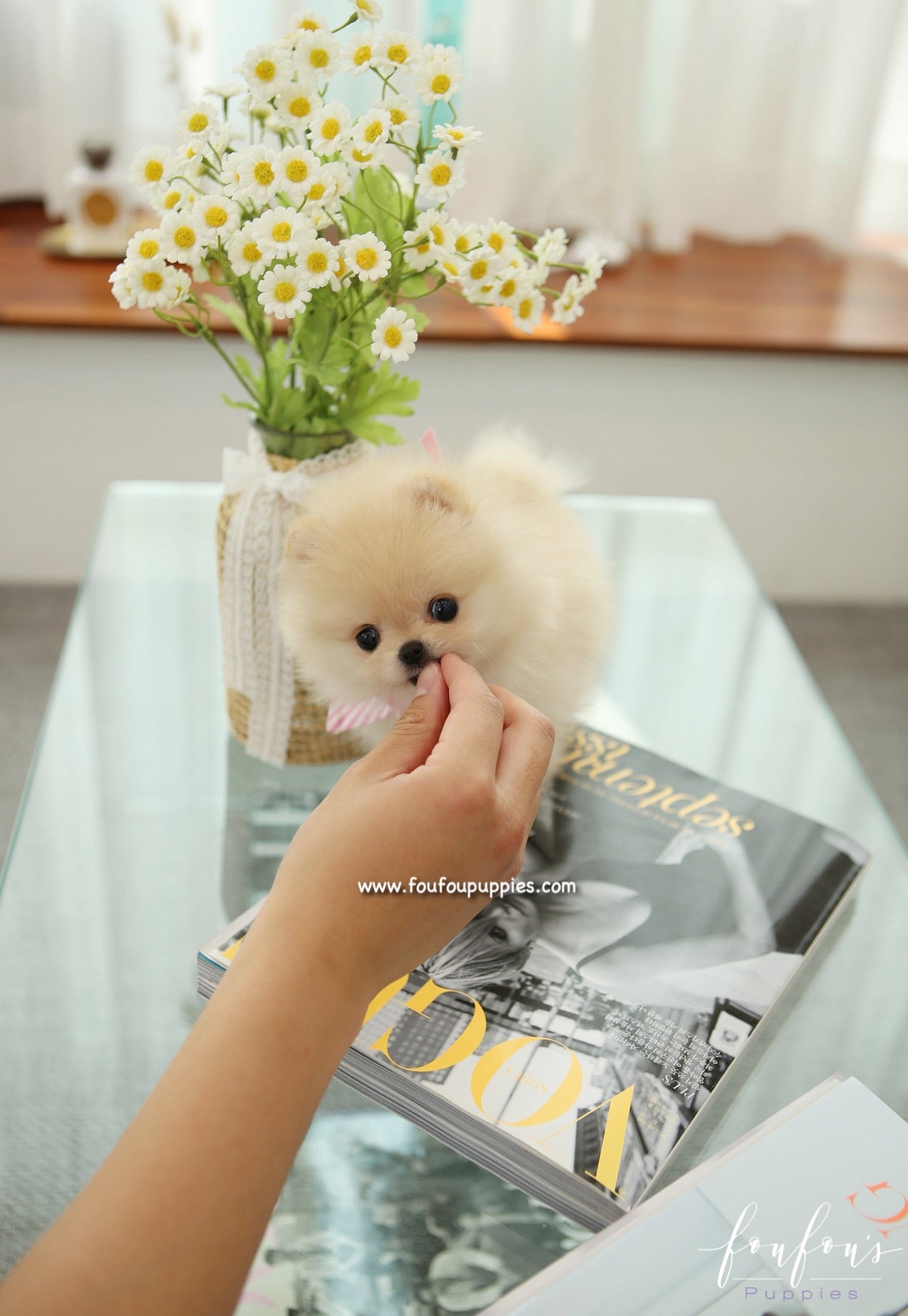 Sweetie - Pomeranian F.