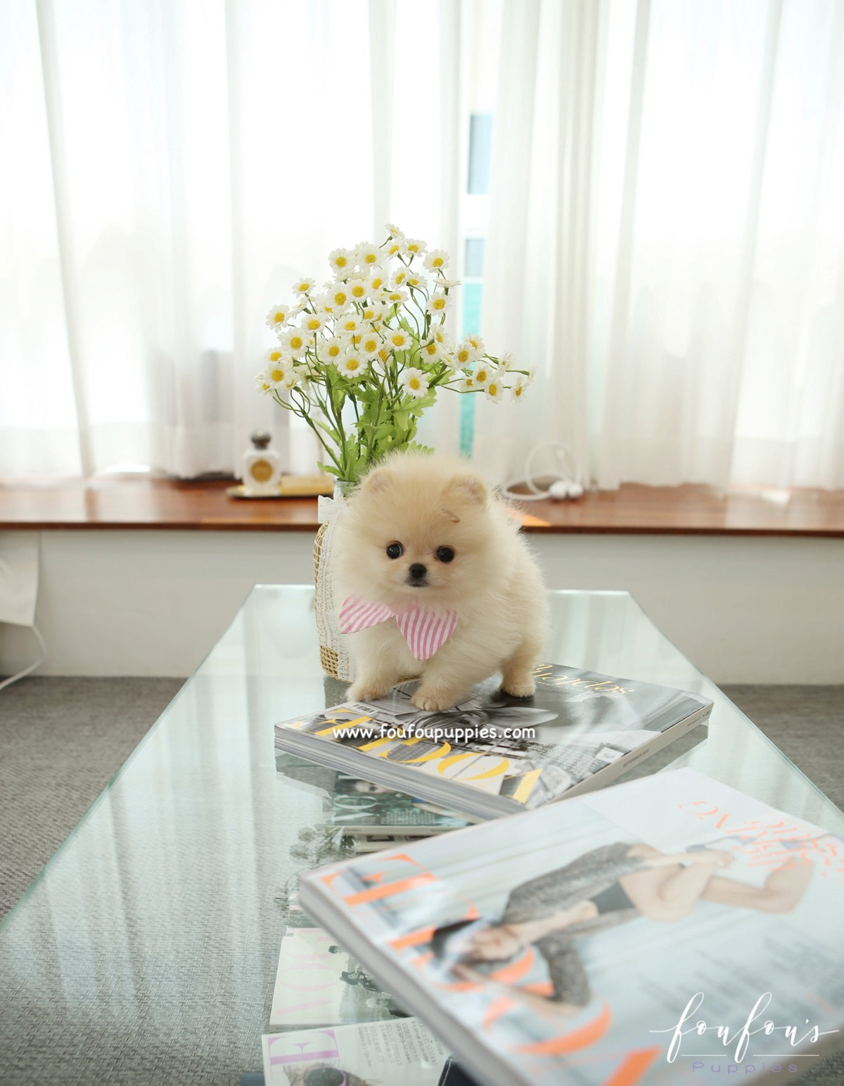 Sweetie - Pomeranian F.