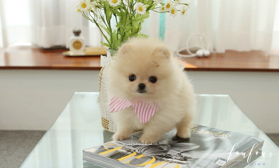 Sweetie - Pomeranian F.