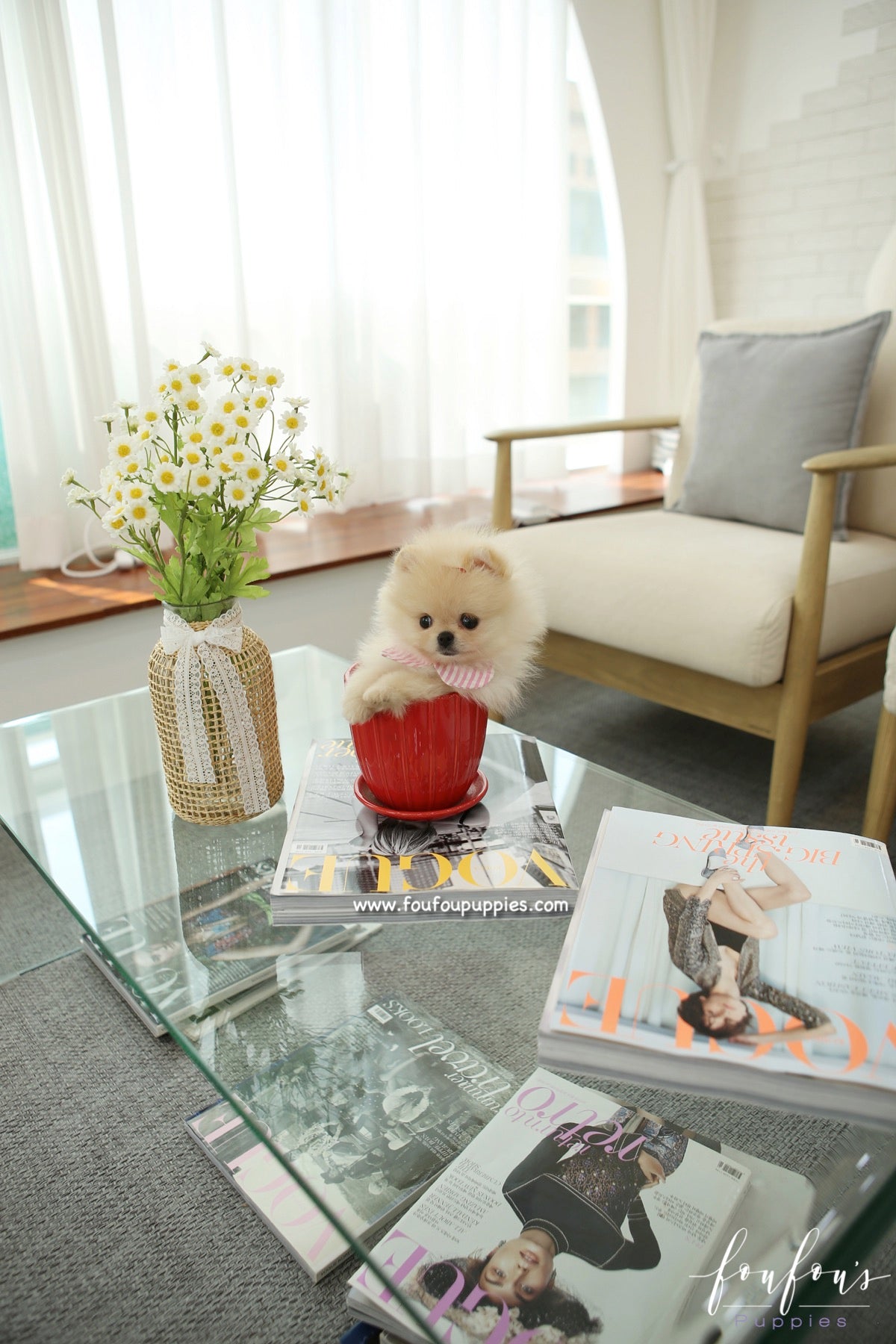 Sweetie - Pomeranian F.