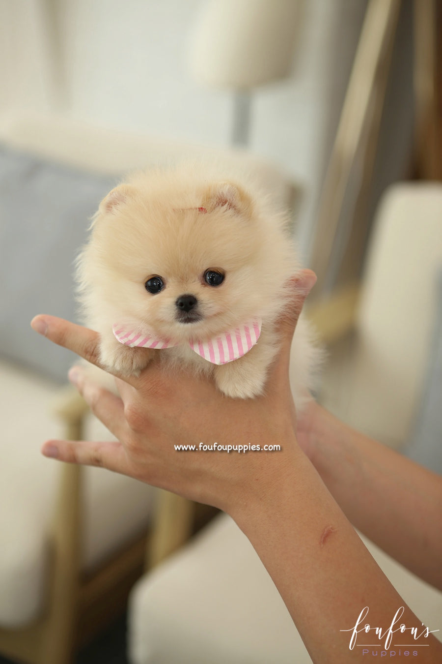 Sweetie - Pomeranian F.