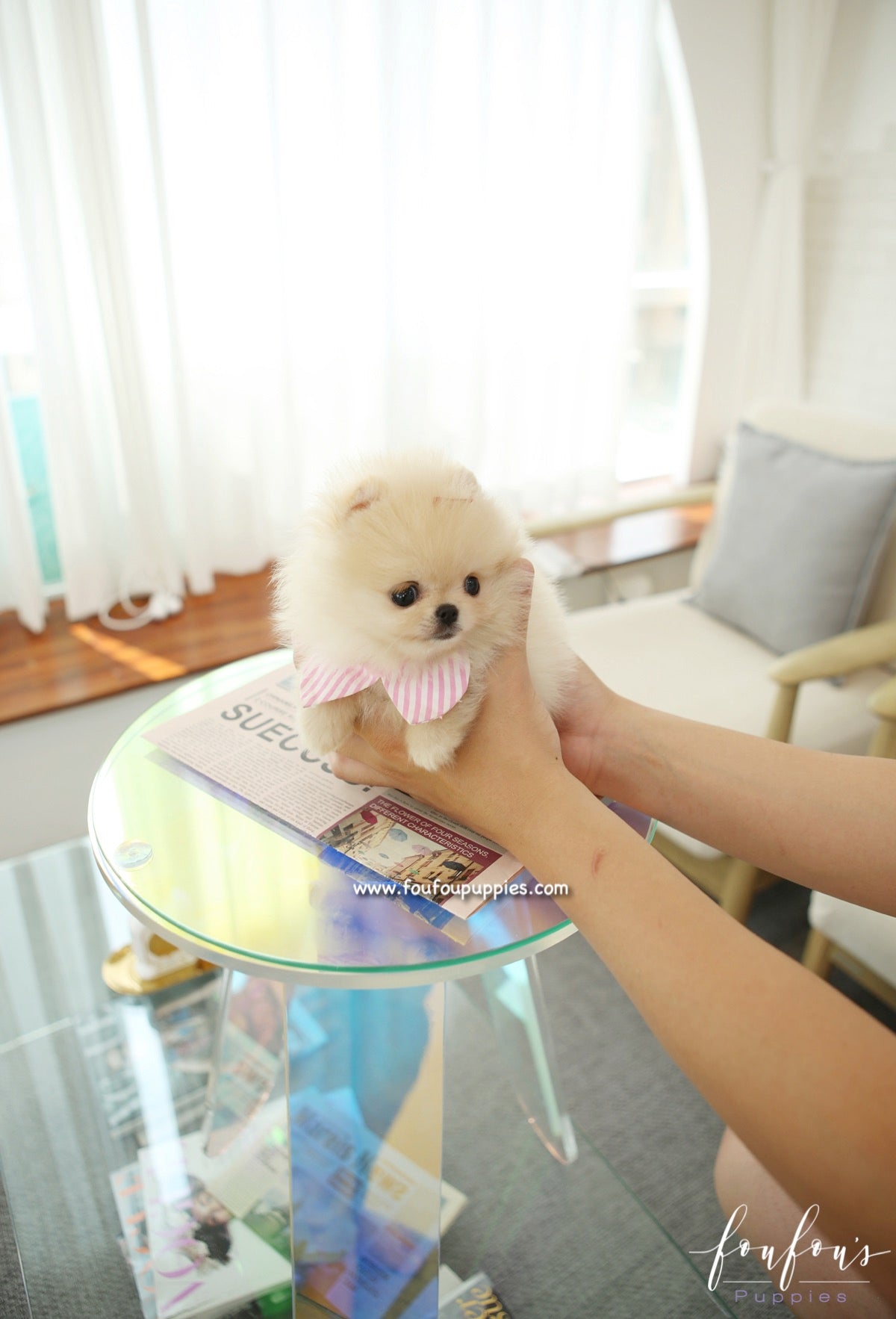 Sweetie - Pomeranian F.