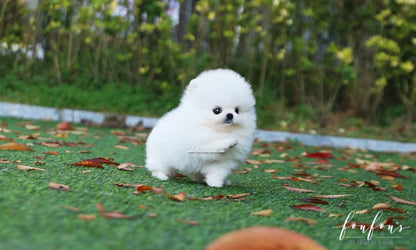 Snowball - Pomeranian F.