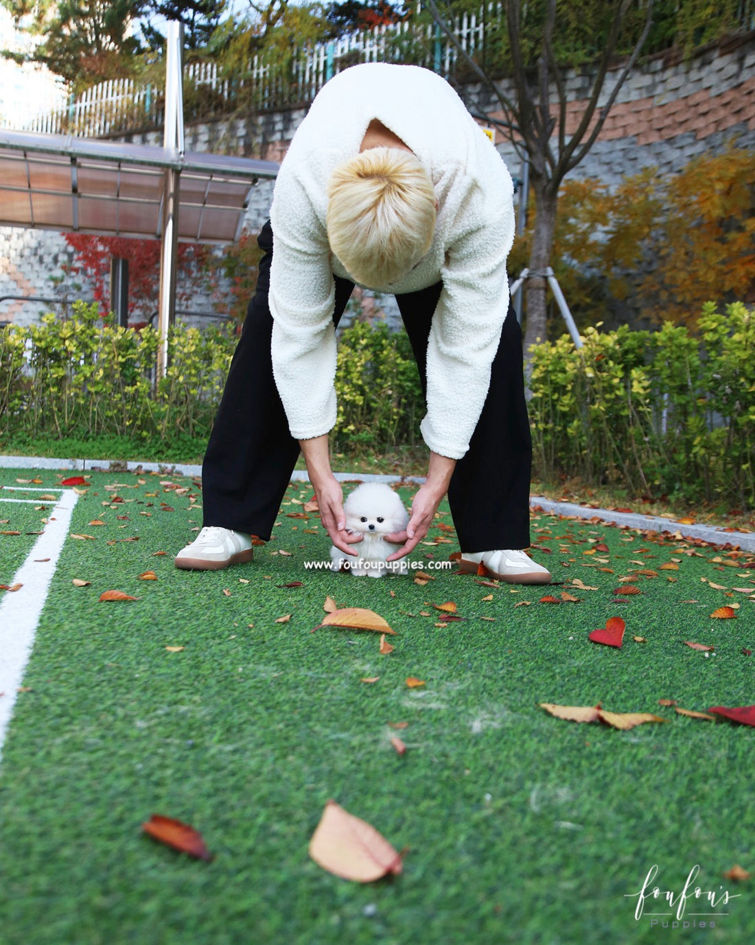 Snowball - Pomeranian F.