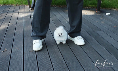 Yeti - Pomeranian M.