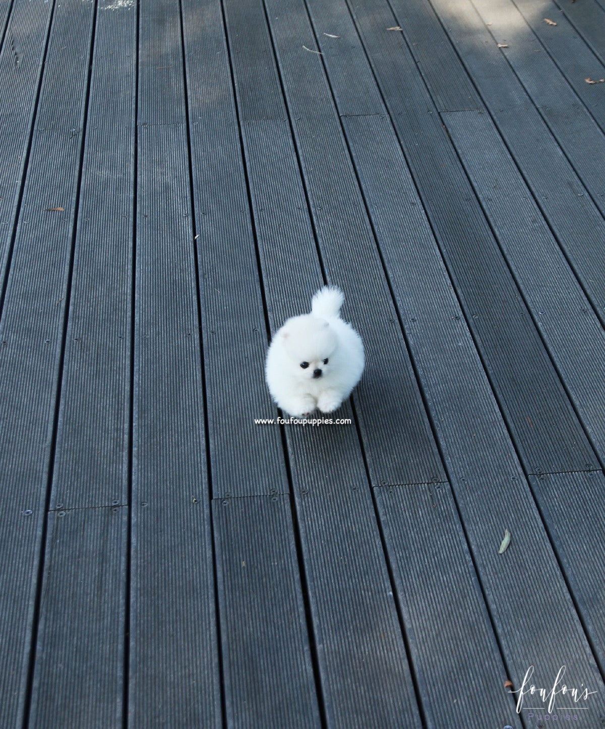 Yeti - Pomeranian M.