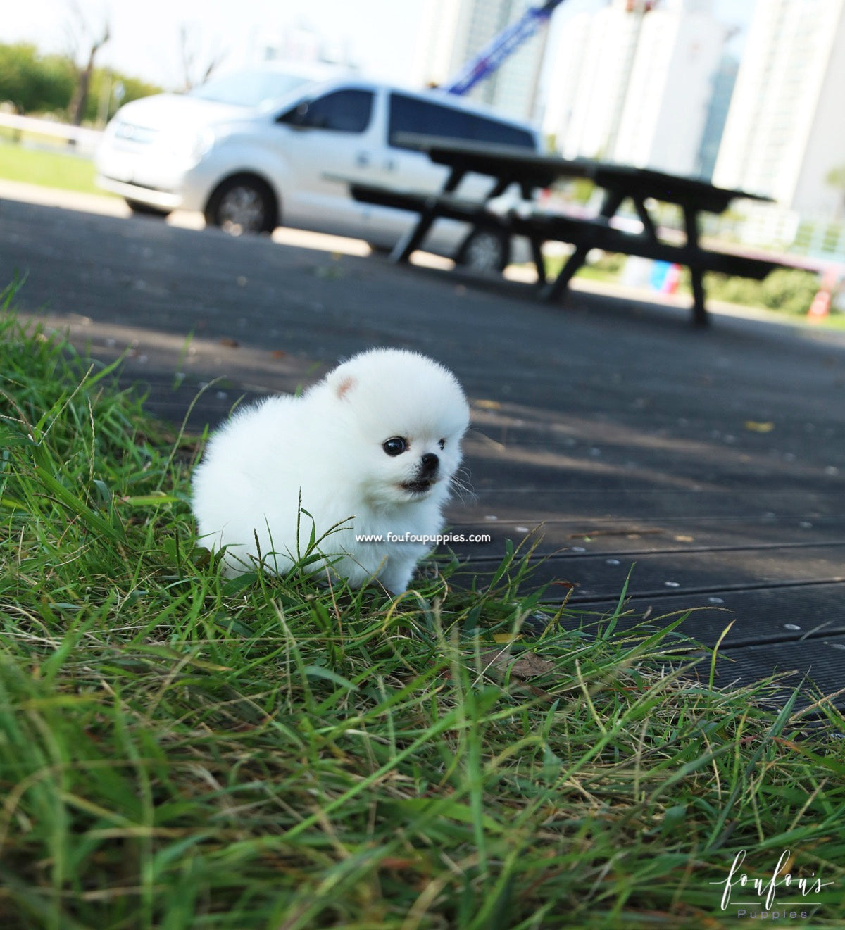 Yeti - Pomeranian M.