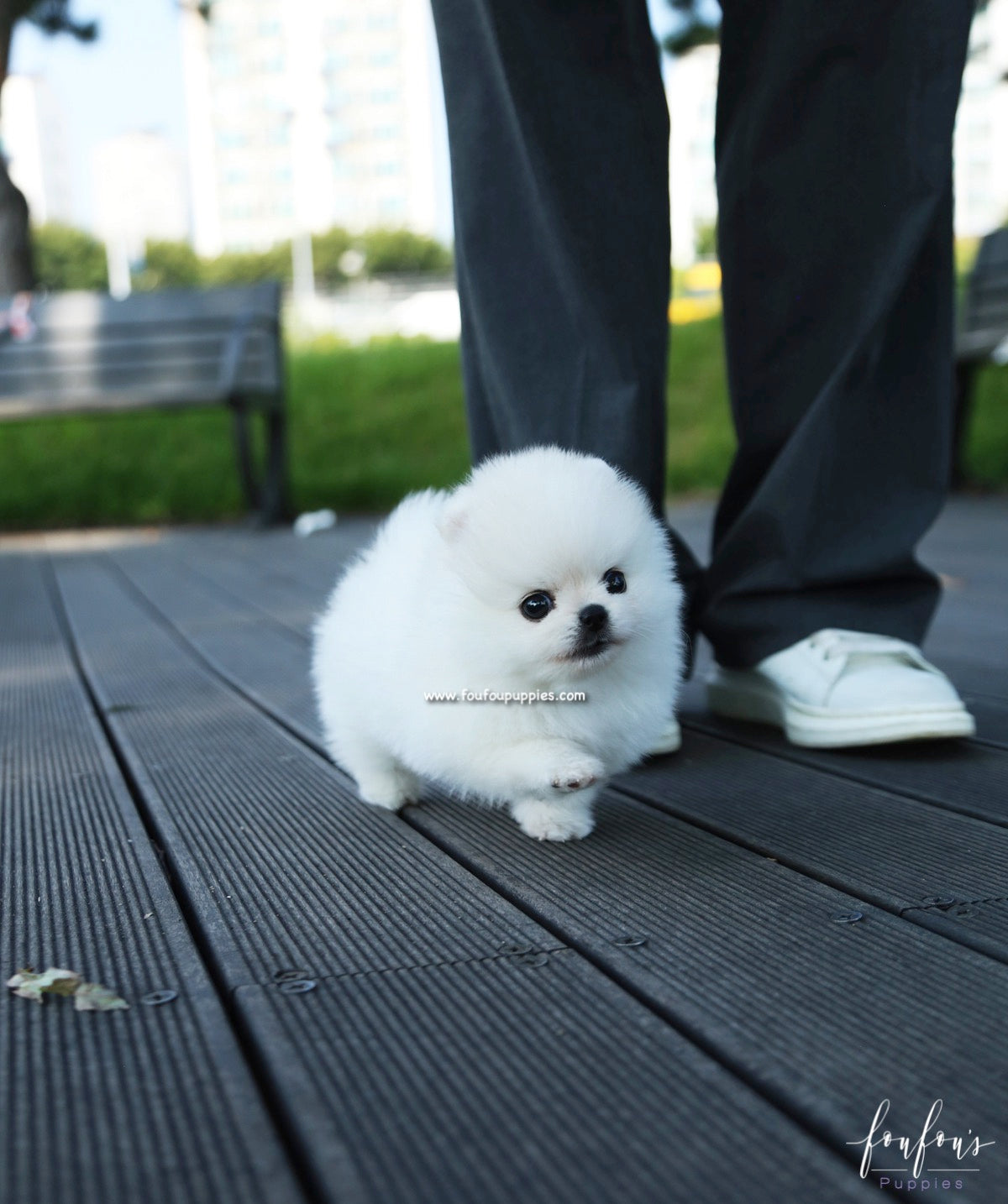 Yeti - Pomeranian M.