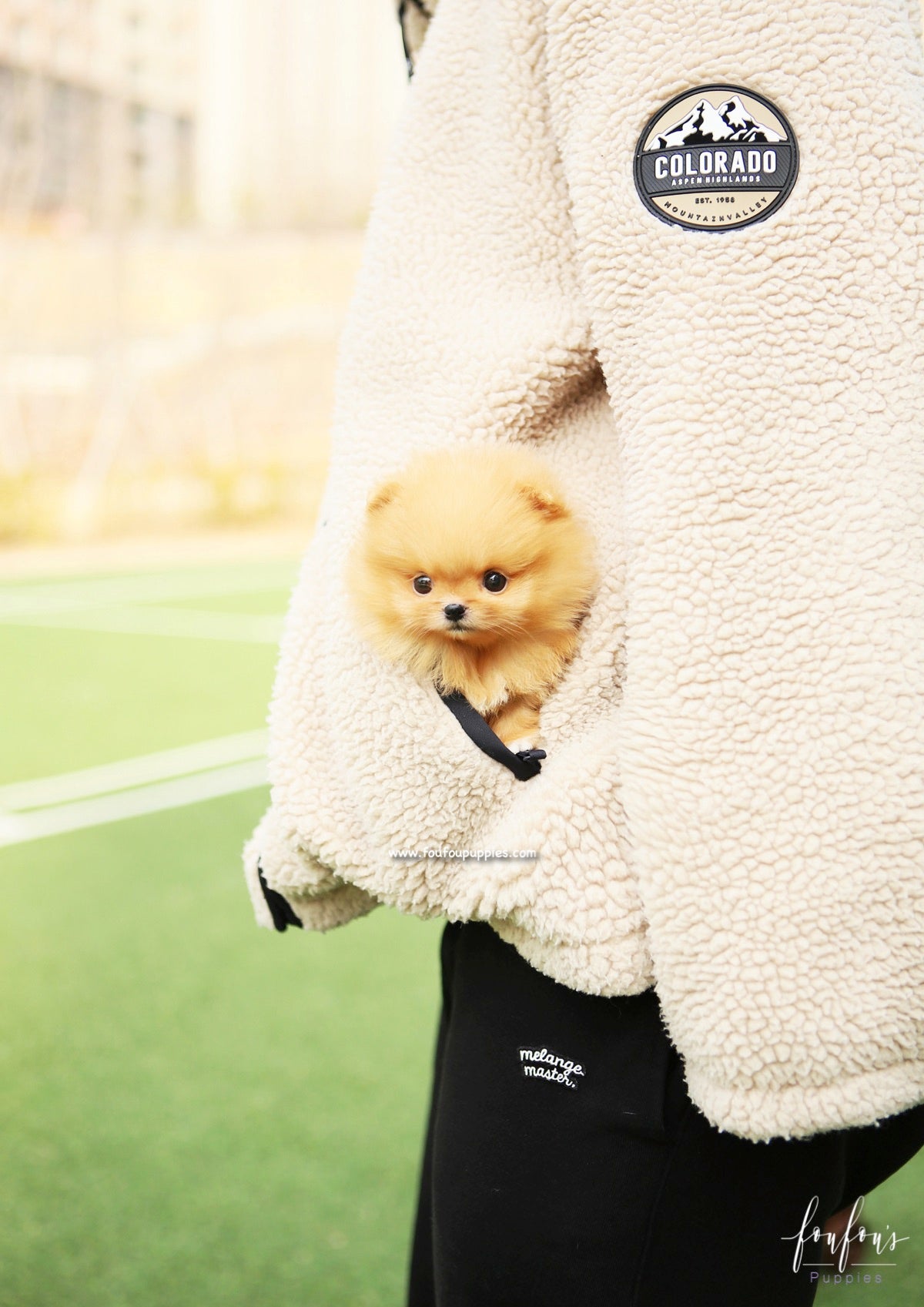 SweetiePie - Pomeranian F.