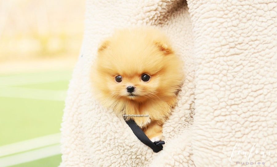 SweetiePie - Pomeranian F.