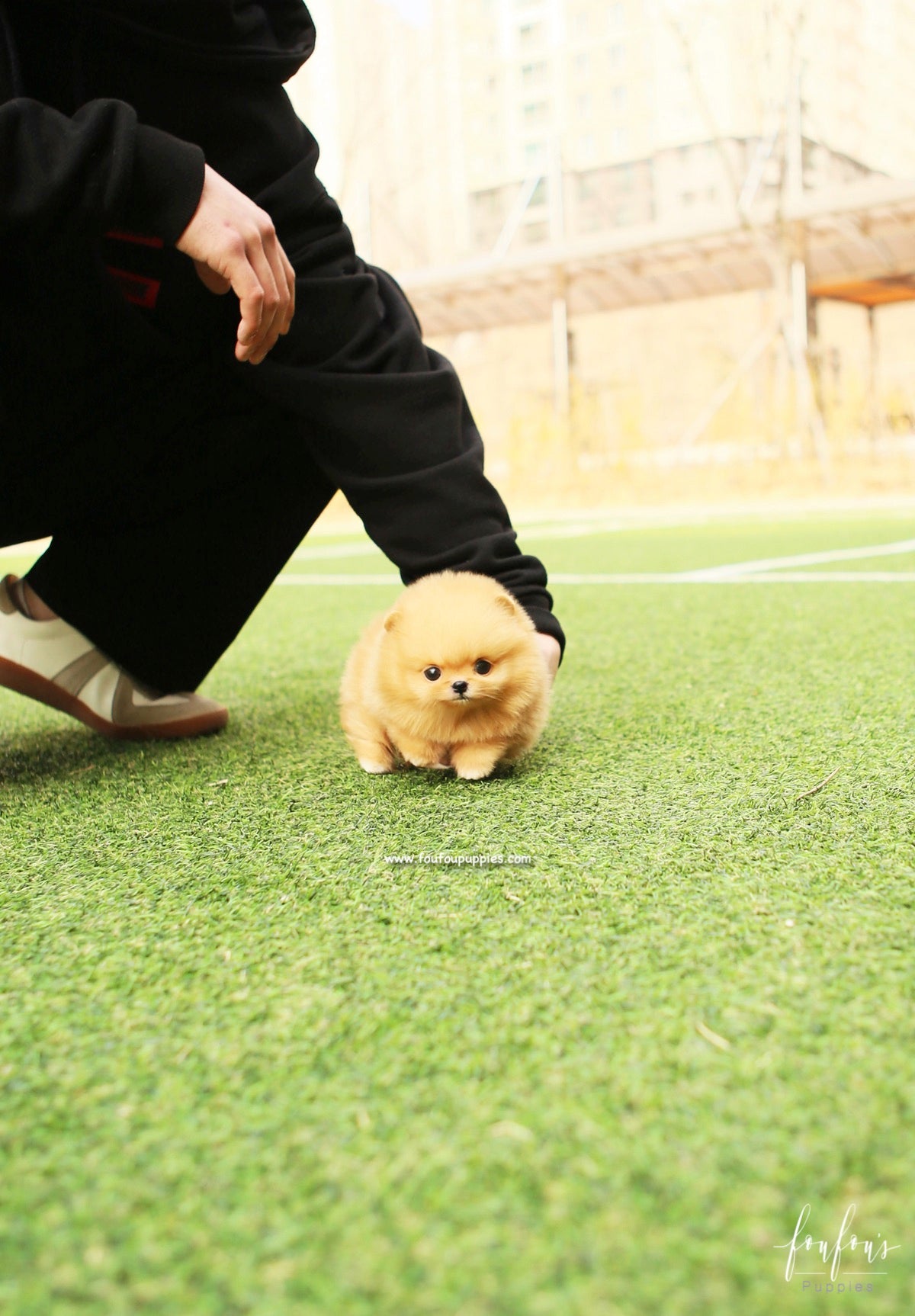 SweetiePie - Pomeranian F.