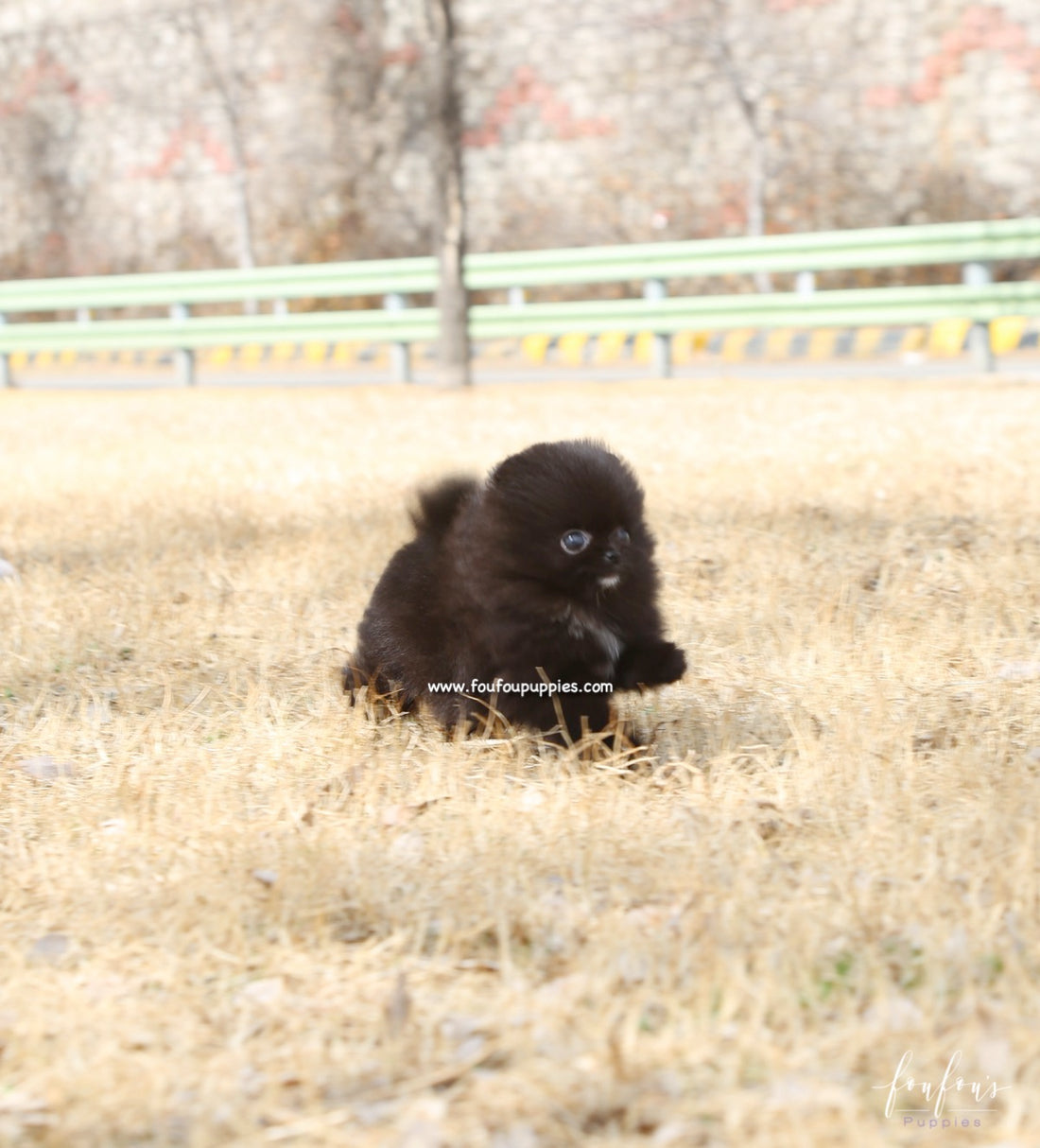 Orion - Pomeranian M.