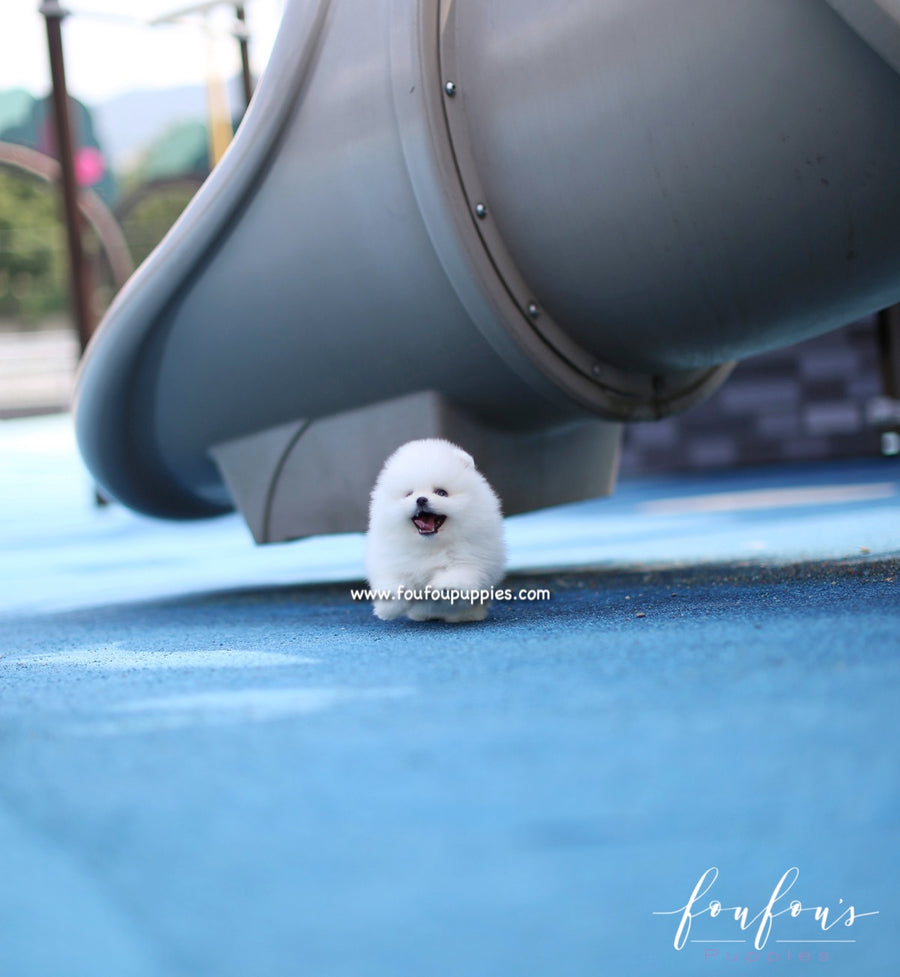 Boo - Pomeranian M.
