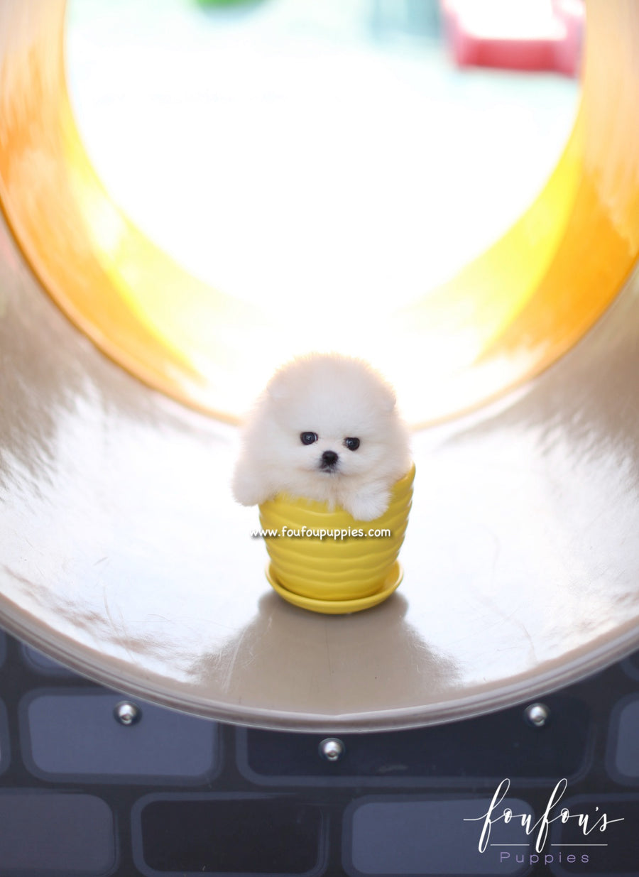 Boo - Pomeranian M.