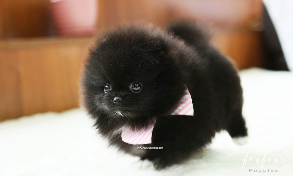 Gia - Pomeranian F.