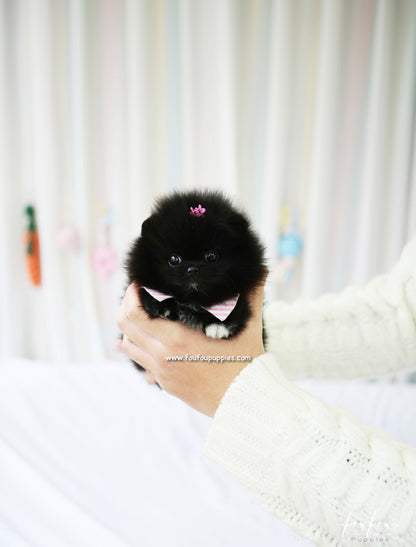 Gia - Pomeranian F.