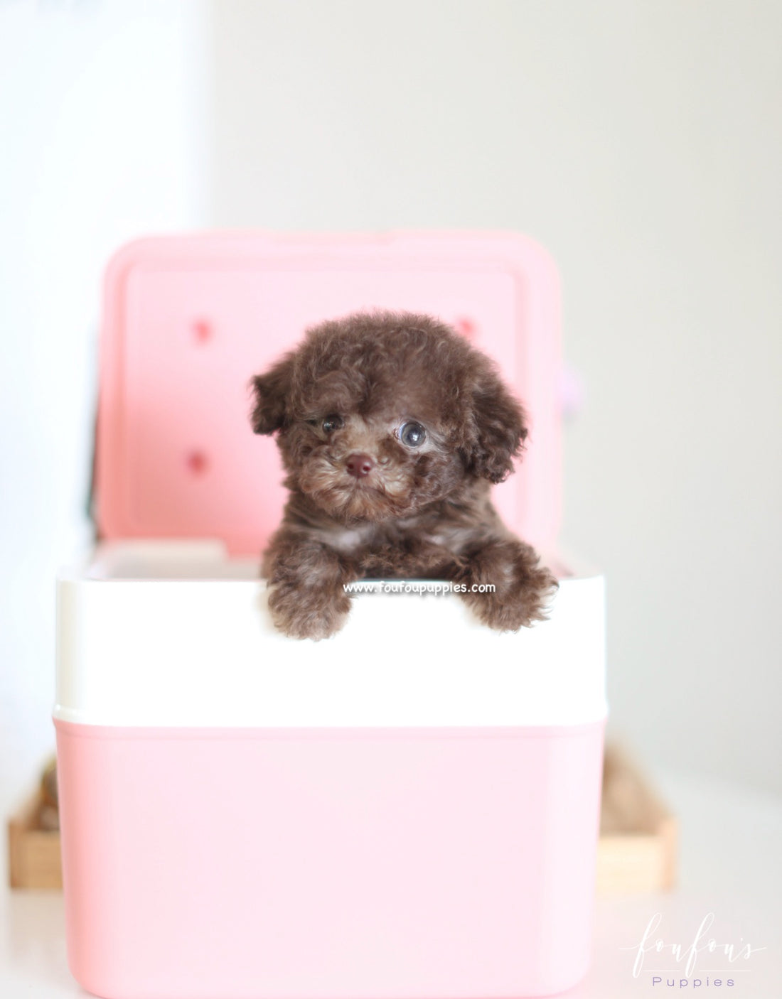 Godiva - Poodle F.