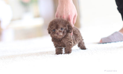 Godiva - Poodle F.