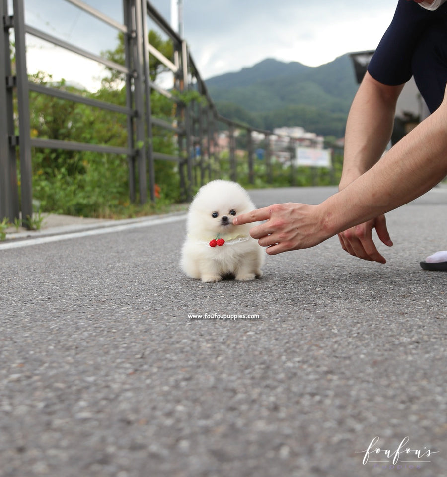 Taz - Pomeranian M.