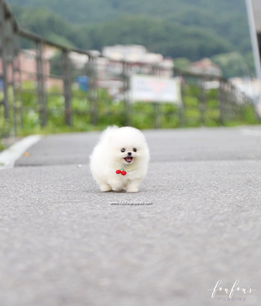 Taz - Pomeranian M.