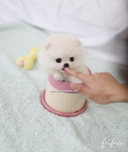 Tinkerbelle - Pomeranian F.