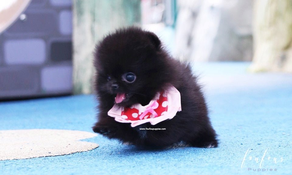 Prada - Pomeranian F.