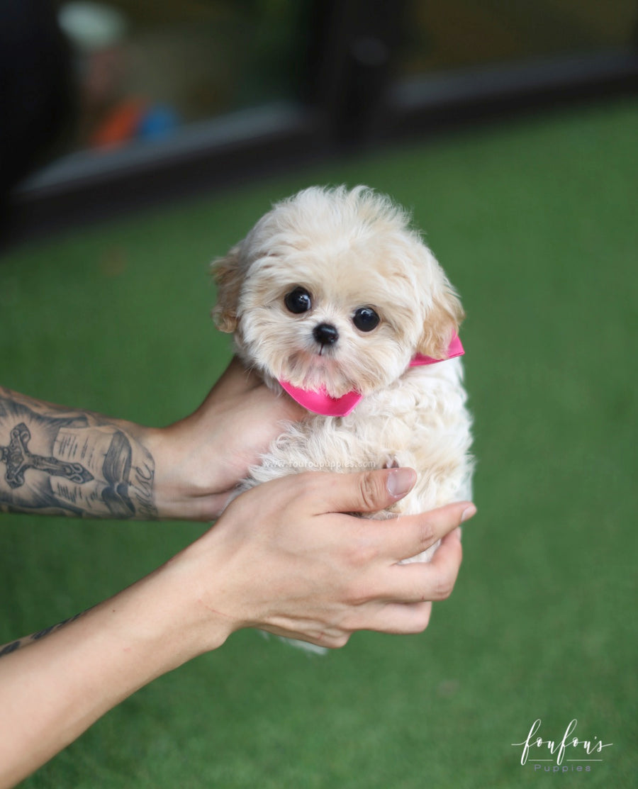 Celine - Maltipoo F.