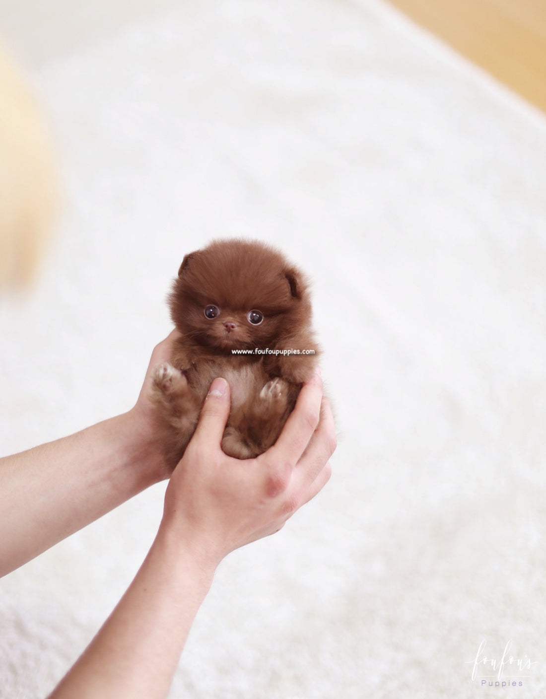 Truffle - Pomeranian M.